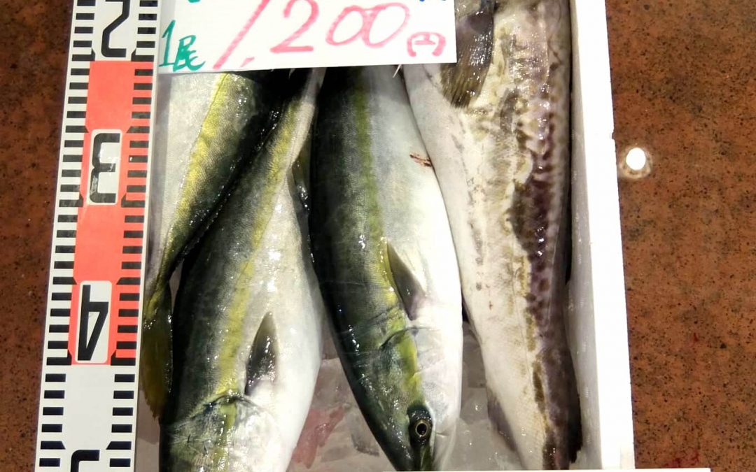 3/19(月)鳥取賀露港海鮮市場 かろいち：「モサエビ」や「ハマチ」「真タラ」などを販売