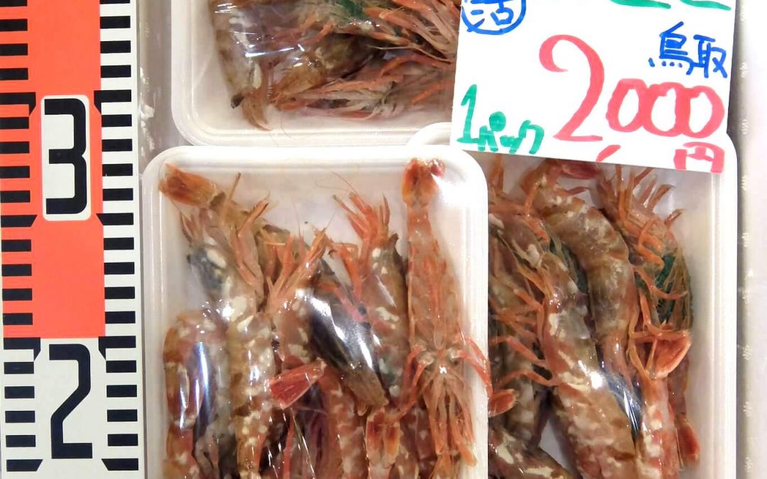 3/26(月)鳥取港海鮮市場 かろいち：「モサエビ」「オニエビ」登場で、エビ勢揃い！