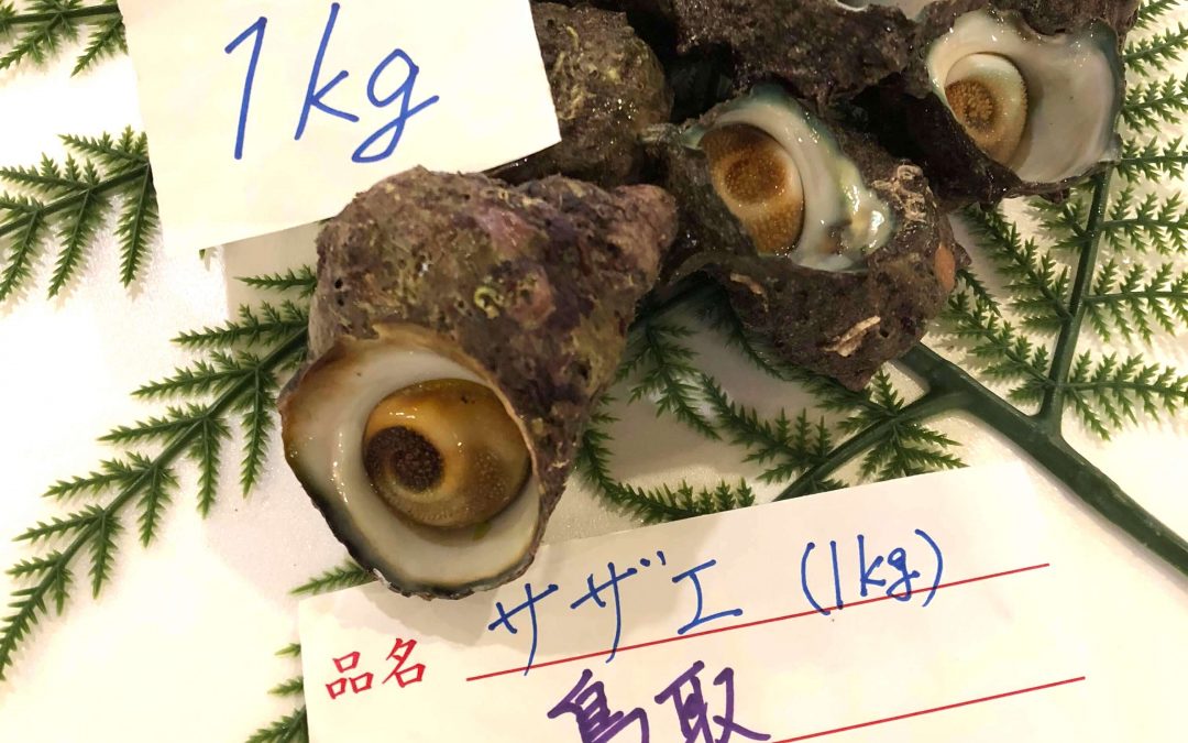 5/7(月)鳥取賀露港海鮮市場 かろいち：サザエ1kgやスルメイカが登場！