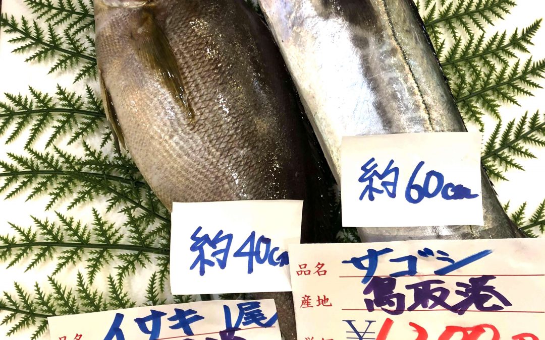5/11(金)鳥取賀露港海鮮市場 かろいち： サゴシ や イサキ 、 スルメイカが登場