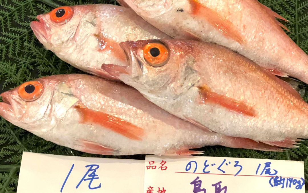 5/14(月)鳥取賀露港海鮮市場 かろいち：ハタハタ、のどぐろ、境港サーモンを販売
