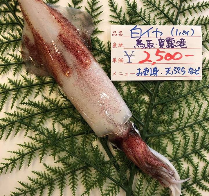6/22(金)　鳥取賀露港海鮮市場 かろいち：天然岩がき、白イカなどをご用意