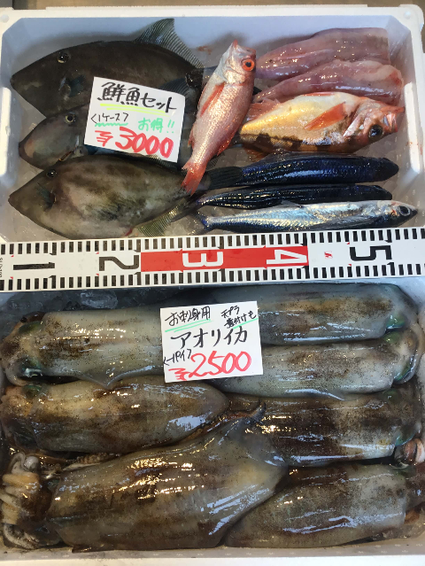 6/14(木)島根松江 海の幸 魚心：鮮魚セット、白イカが登場！