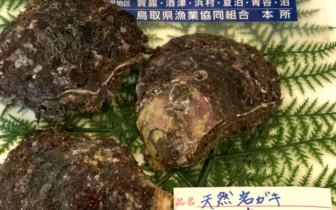 6/1(金)鳥取賀露港海鮮市場かろいち：天然岩がき、アゴの子などを販売