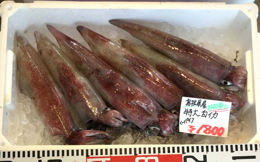 6/5(火)島根松江 海の幸 魚心：特大白イカ、生うになどを販売
