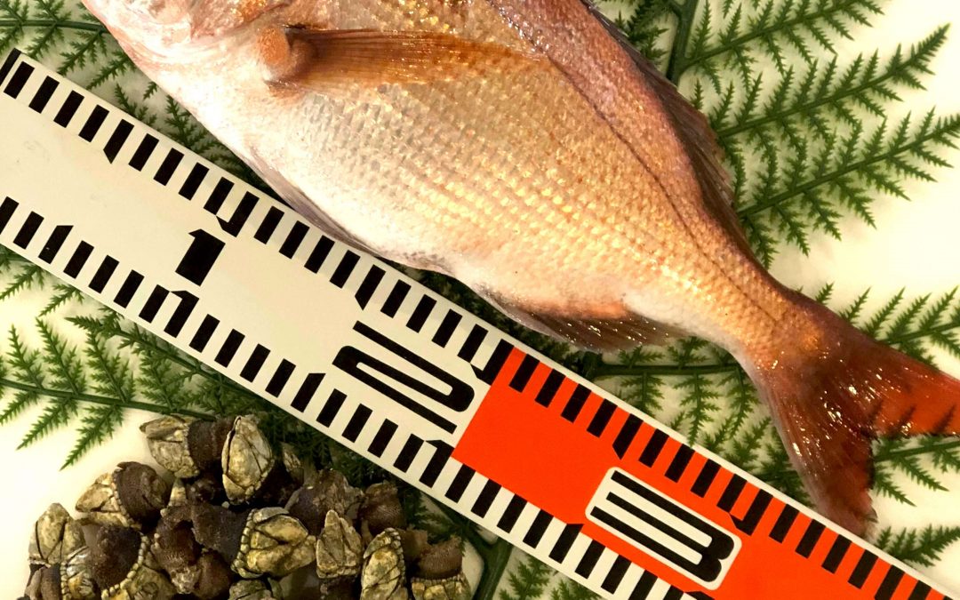 7/20(金)鳥取賀露港海鮮市場　かろいち：真鯛、白イカ、カメノテなどを販売