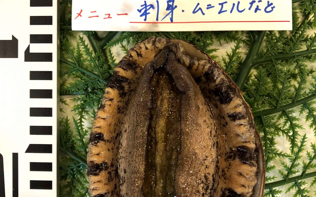 7/30(月)鳥取賀露港海鮮市場　かろいち:「天然岩がき 夏輝」「黒アワビ」など