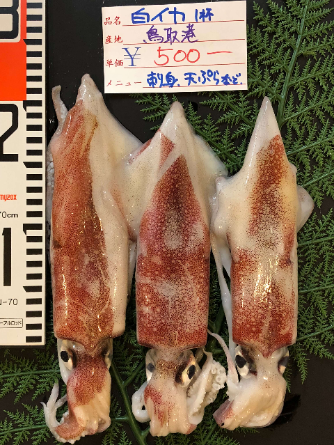 9/21(金)鳥取賀露港海鮮市場かろいち：白イカ、一夜干しスルメイカなどが登場