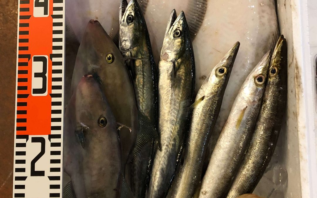 9/3(月) 鳥取賀露港海鮮市場 かろいち：鮮魚セットやのどぐろなどが登場
