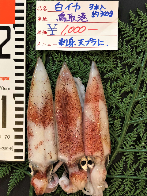 10/15(月) 鳥取賀露港海鮮市場かろいち：真アジ、白イカなど日本海の旬、揃ってます！