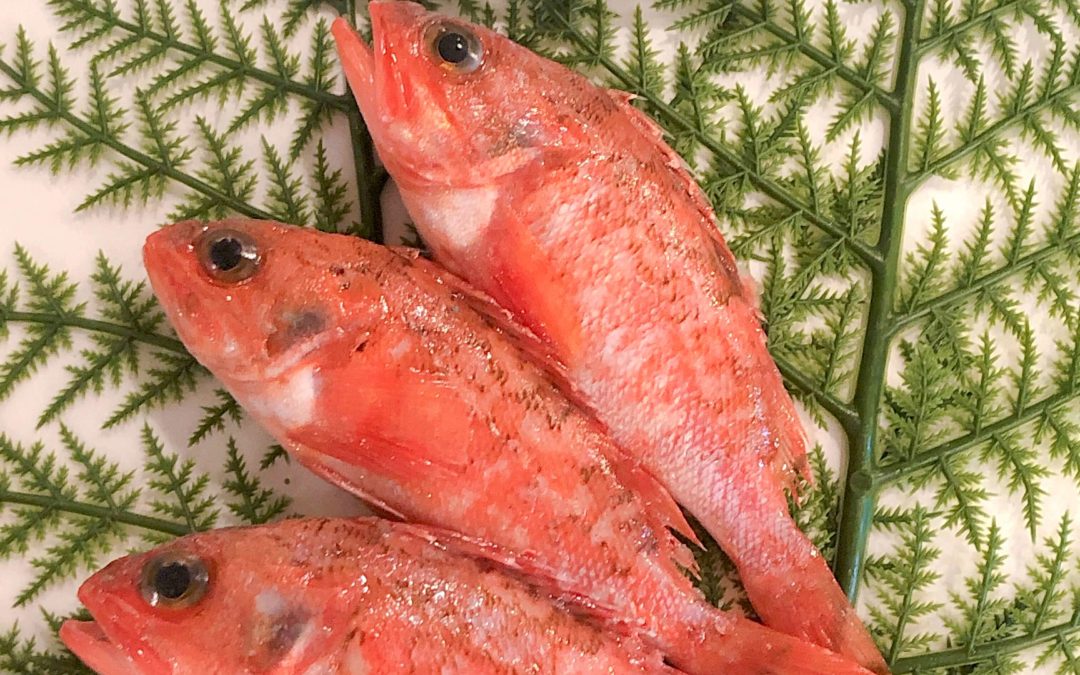 4/5(金) 鳥取港海鮮市場 かろいち：ユメカサゴ、活モサエビなどを販売