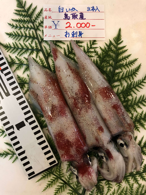 7月8日（月）鳥取港海鮮市場 かろいち：天然岩牡蠣や白イカが登場