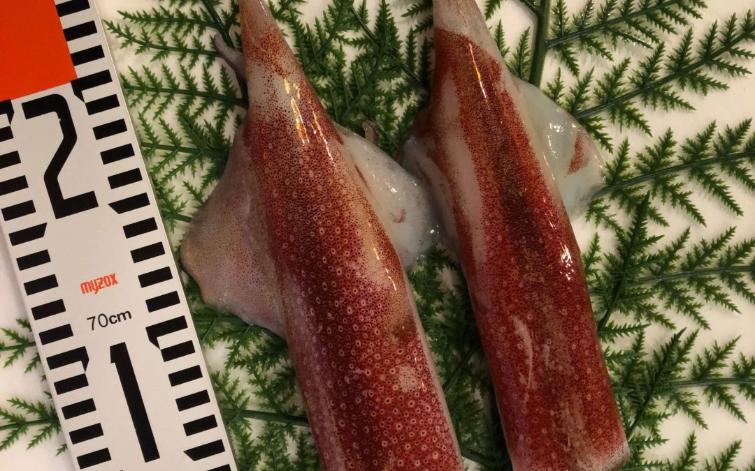 8月9日（金）鳥取港海鮮市場 かろいち：天然岩牡蠣、白イカなどが売り場に登場