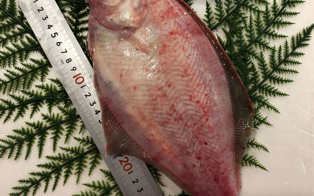 12月13日（金）鳥取港海鮮市場 かろいち:松葉がに、親がに、赤カレイ、あります！